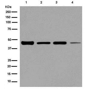 Western blot - Anti-EBP1 antibody [EPR14568(B)] - BSA and Azide free (AB250244)
