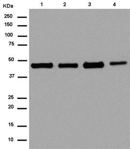 Western blot - Anti-EBP1 antibody [EPR14569(B)] (AB180602)