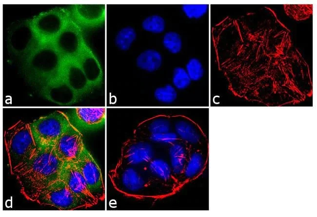 Immunocytochemistry - Anti-EBP50/NHERF-1 antibody (AB3452)