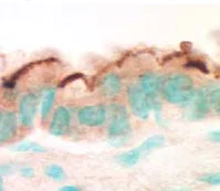 Immunohistochemistry (Formalin/PFA-fixed paraffin-embedded sections) - Anti-EBP50/NHERF-1 antibody (AB3452)