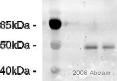 Western blot - Anti-EBP50/NHERF-1 antibody (AB3452)