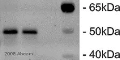 Western blot - Anti-EBP50/NHERF-1 antibody (AB3452)