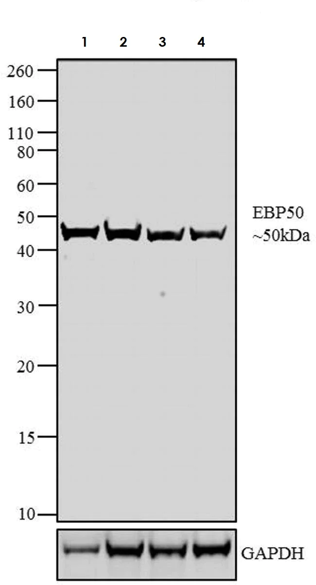 Western blot - Anti-EBP50/NHERF-1 antibody (AB3452)