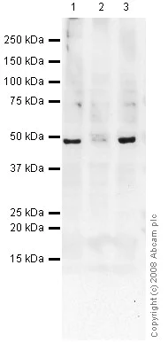 Western blot - Anti-EBP50/NHERF-1 antibody [EBP-10] (AB9526)
