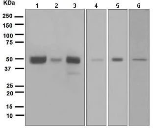 Western blot - Anti-EBP50/NHERF-1 antibody [EPR5562] (AB109430)