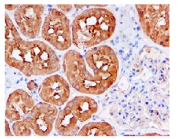 Immunohistochemistry (Formalin/PFA-fixed paraffin-embedded sections) - Anti-EBP50/NHERF-1 antibody [EPR5562] - BSA and Azide free (AB247858)