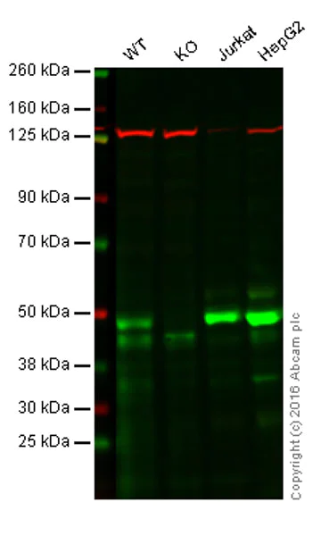 Western blot - Anti-EBP50/NHERF-1 antibody [EPR5562] - BSA and Azide free (AB247858)