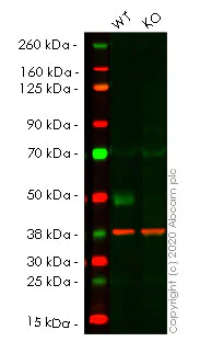 Western blot - Anti-EBP50/NHERF-1 antibody [EPR5562] - BSA and Azide free (AB247858)