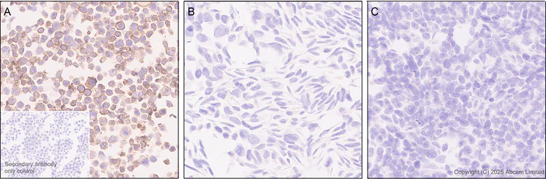 Immunohistochemistry (Formalin/PFA-fixed paraffin-embedded sections) - Anti-EBV Induced Gene 2/EBI2 antibody [EPR27339-565] - BSA and Azide free (AB326590)
