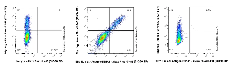 Flow Cytometry (Intracellular) - Anti-EBV Nuclear Antigen/EBNA1 antibody [EPR28706-78] (AB316860)