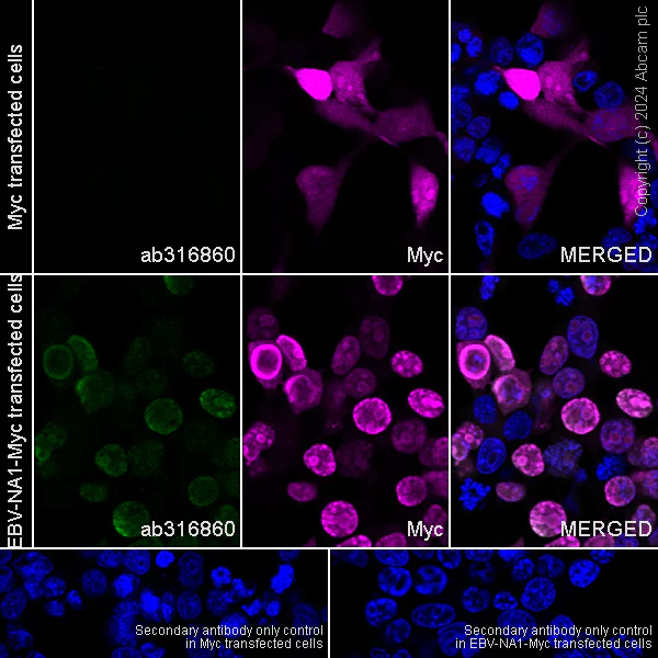 Immunocytochemistry/ Immunofluorescence - Anti-EBV Nuclear Antigen/EBNA1 antibody [EPR28706-78] - BSA and Azide free (AB316861)