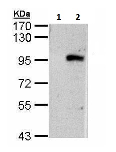 Western blot - Anti-ECEL1 antibody (AB228490)