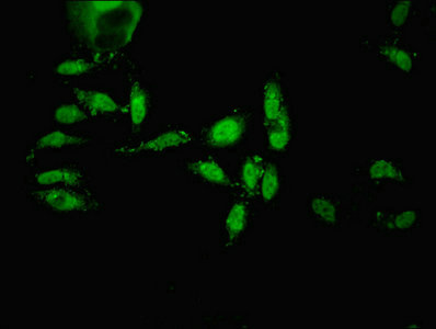 Immunocytochemistry/ Immunofluorescence - Anti-ECEL1 antibody (AB234710), expandable thumbnail
