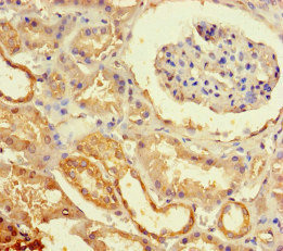 Immunohistochemistry (Formalin/PFA-fixed paraffin-embedded sections) - Anti-ECEL1 antibody (AB234710), expandable thumbnail