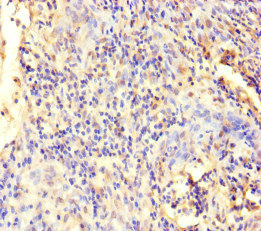 Immunohistochemistry (Formalin/PFA-fixed paraffin-embedded sections) - Anti-ECEL1 antibody (AB234710), expandable thumbnail