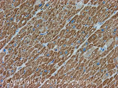 Immunohistochemistry (Formalin/PFA-fixed paraffin-embedded sections) - Anti-ECH1 antibody [3B7CF2AC8] (AB123450)