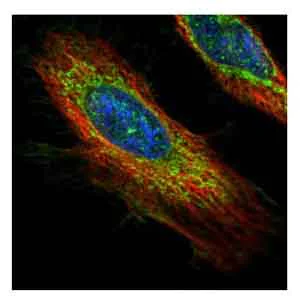 Immunocytochemistry/ Immunofluorescence - Anti-ECH1 antibody (AB153720)