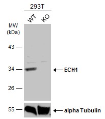 Western blot - Anti-ECH1 antibody (AB153720), expandable thumbnail