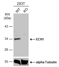 Western blot - Anti-ECH1 antibody (AB153720)