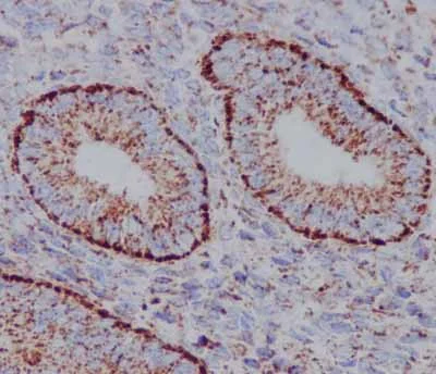 Immunohistochemistry (Formalin/PFA-fixed paraffin-embedded sections) - Anti-ECH1 antibody [EPR15449(B)] - C-terminal (AB189255)
