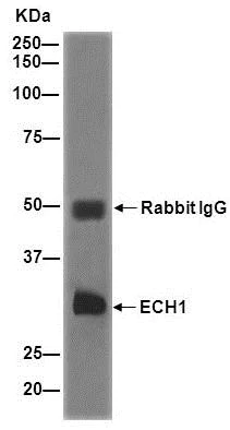 Immunoprecipitation - Anti-ECH1 antibody [EPR15449(B)] - C-terminal (AB189255)