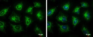 Immunocytochemistry/ Immunofluorescence - Anti-ECHS1 antibody (AB153732)
