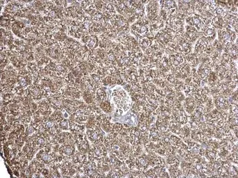 Immunohistochemistry (Formalin/PFA-fixed paraffin-embedded sections) - Anti-ECHS1 antibody (AB153732)