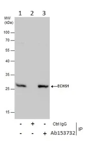 Immunoprecipitation - Anti-ECHS1 antibody (AB153732)