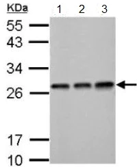 Western blot - Anti-ECHS1 antibody (AB153732)