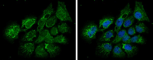 Immunocytochemistry/ Immunofluorescence - Anti-ECHS1 antibody (AB228631)