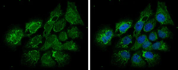 Immunocytochemistry/ Immunofluorescence - Anti-ECHS1 antibody (AB228631)