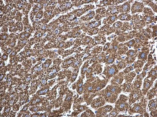 Immunohistochemistry (Formalin/PFA-fixed paraffin-embedded sections) - Anti-ECHS1 antibody (AB228631)