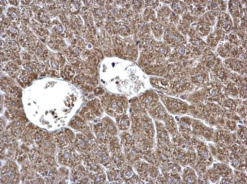 Immunohistochemistry (Formalin/PFA-fixed paraffin-embedded sections) - Anti-ECHS1 antibody (AB228631)
