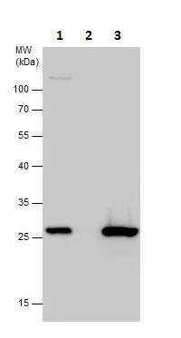 Immunoprecipitation - Anti-ECHS1 antibody (AB228631)
