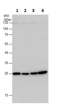 Western blot - Anti-ECHS1 antibody (AB228631)