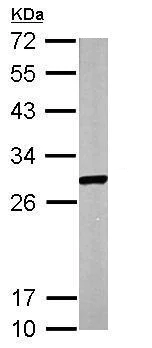 Western blot - Anti-ECHS1 antibody (AB228631)