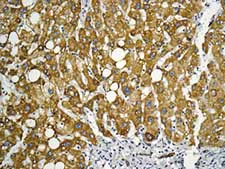 Immunohistochemistry (Formalin/PFA-fixed paraffin-embedded sections) - Anti-ECHS1 antibody [EPR11784(B)] - BSA and Azide free (AB249535)