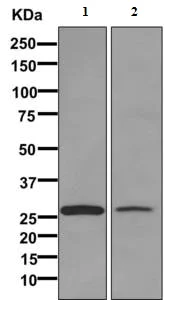 Western blot - Anti-ECHS1 antibody [EPR11784(B)] - BSA and Azide free (AB249535)