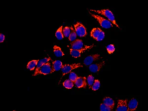Immunocytochemistry/ Immunofluorescence - Anti-ECHS1 antibody [EPR11785] (AB174312)
