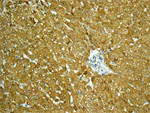 Immunohistochemistry (Formalin/PFA-fixed paraffin-embedded sections) - Anti-ECHS1 antibody [EPR11785] (AB174312)