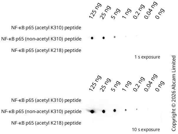 Dot Blot - ECL Substrate Kit (High Sensitivity) (AB133406)