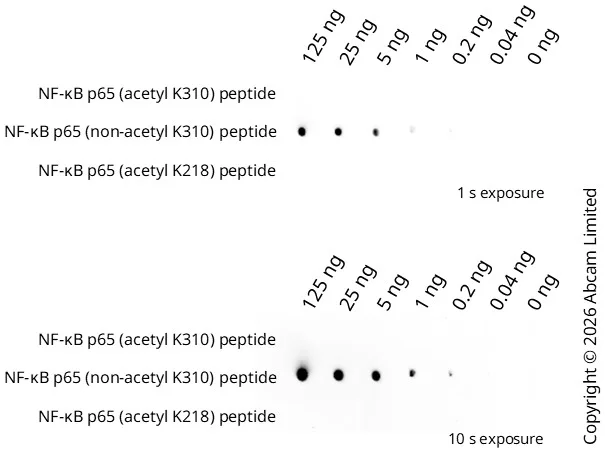 Dot Blot - ECL Substrate Kit (High Sensitivity) (AB133406)