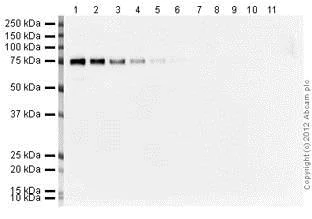 Western blot - ECL Substrate Kit (High Sensitivity) (AB133406)