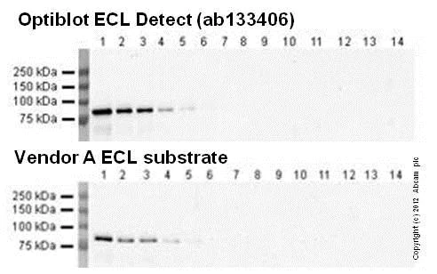 Western blot - ECL Substrate Kit (High Sensitivity) (AB133406)