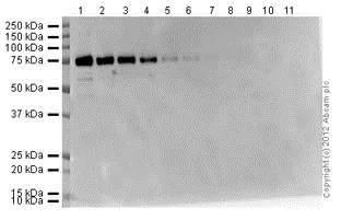 Western blot - ECL Substrate Kit (Ultra High Sensitivity) (AB133409)