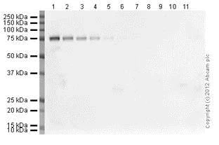 Western blot - ECL Substrate Kit (Very High Sensitivity) (AB133408)