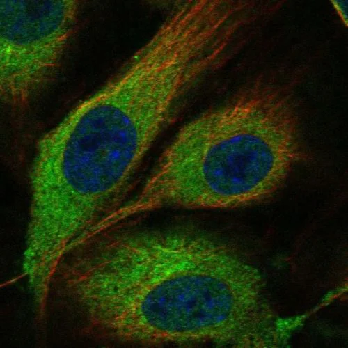 Immunocytochemistry/ Immunofluorescence - Anti-ECM antibody (AB244451)