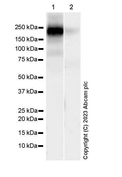 Western blot - Anti-ECM Isoform 1 antibody [EPR25810-46] (AB314893)