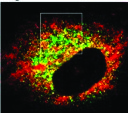 Immunocytochemistry/ Immunofluorescence - Anti-ECM29 antibody (AB28666)