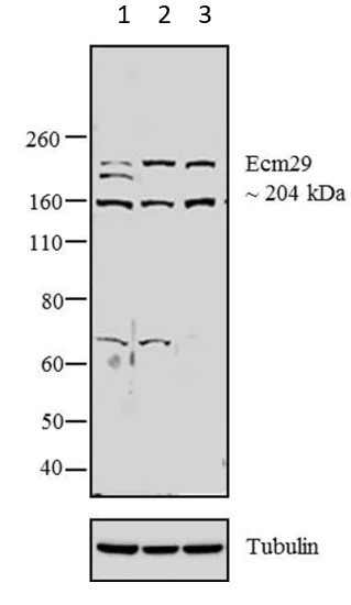 Western blot - Anti-ECM29 antibody (AB28666)